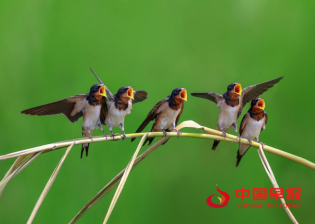 1733622651199614.png 燕子1.png