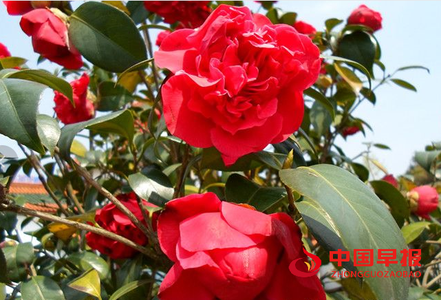 1733981930206925.png 山茶花.png