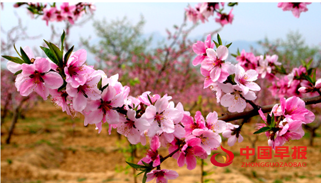 1733981960441931.png 桃树11.png