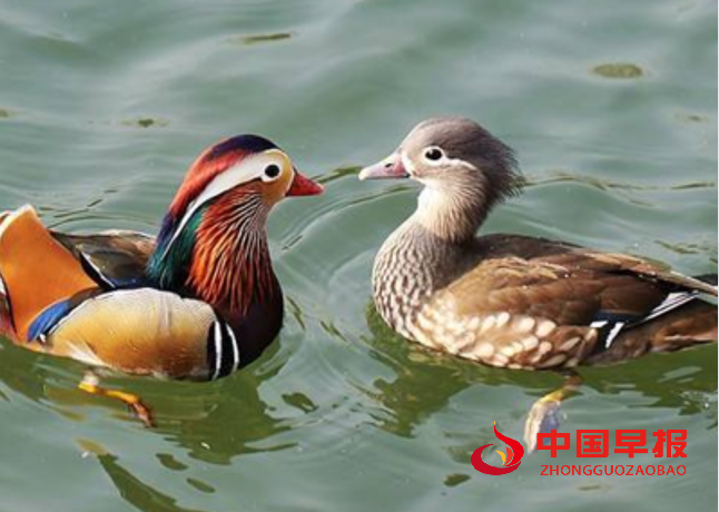 1733982094129420.png 鸳鸯1.png