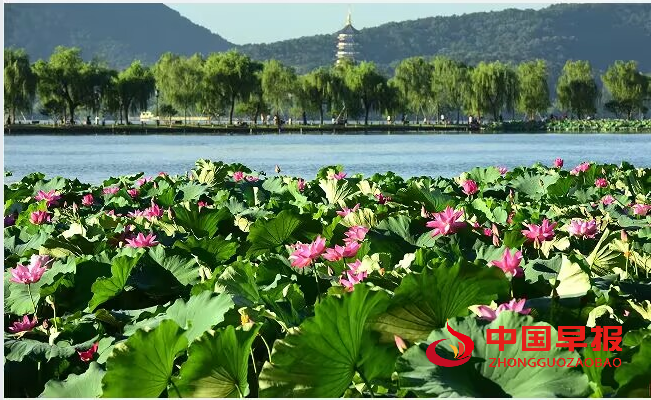 1734939005146455.png 荷花风景.png