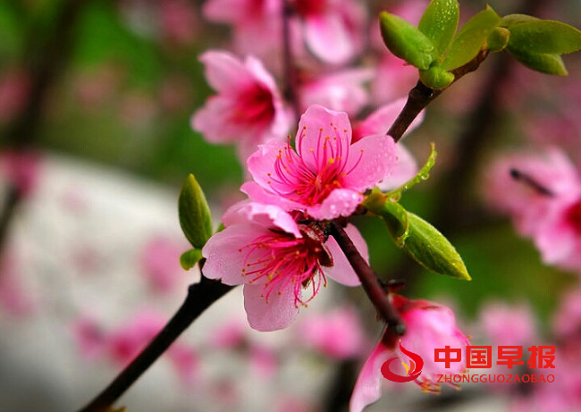 1735281701206854.png 桃花.png