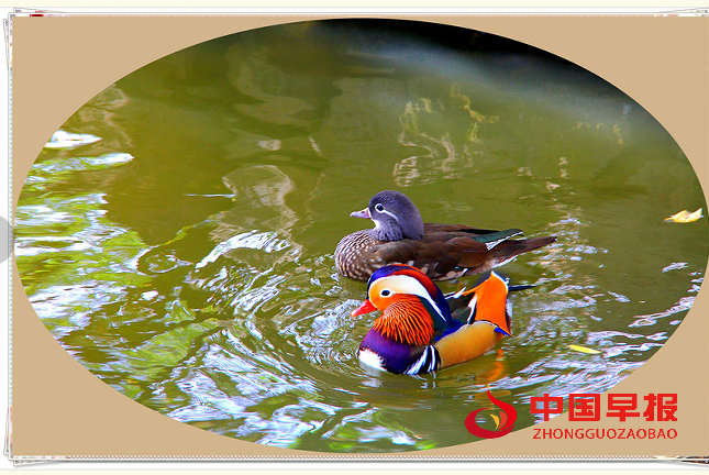 1735281722138967.png 鸳鸯2.png