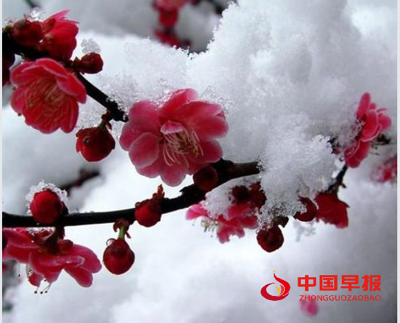 1736756787694945.png 梅花.png