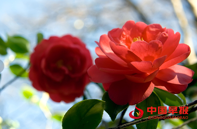 1739246097143136.png 山茶花22.png