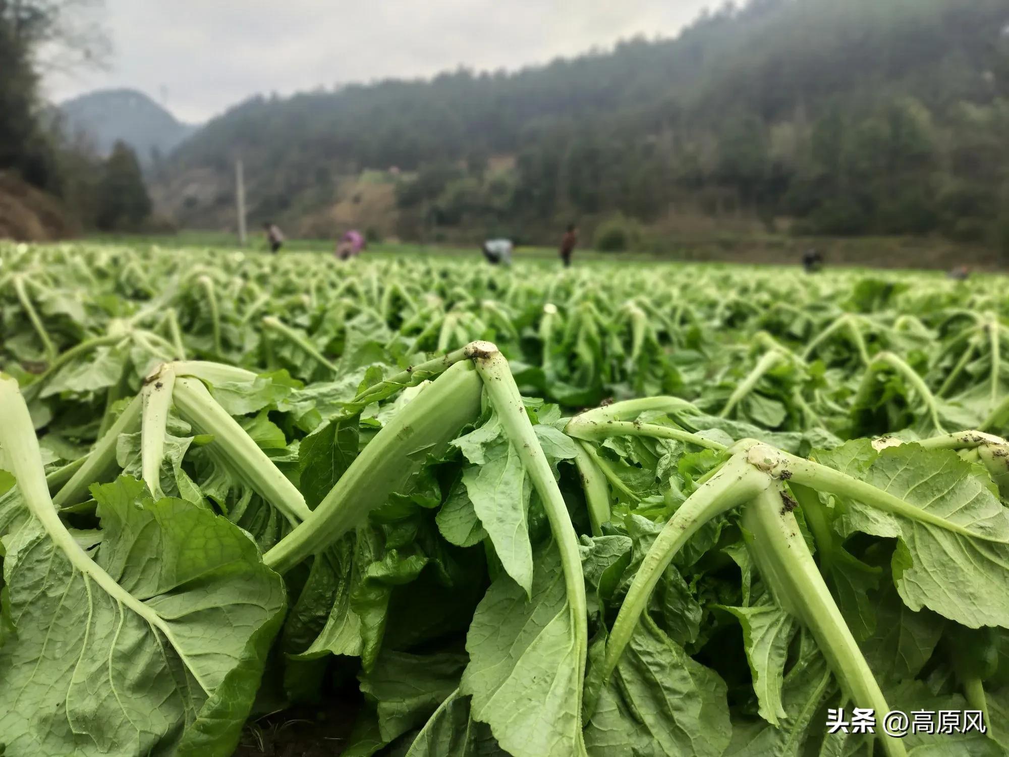 1740970615905695.jpeg 图片03.jpeg