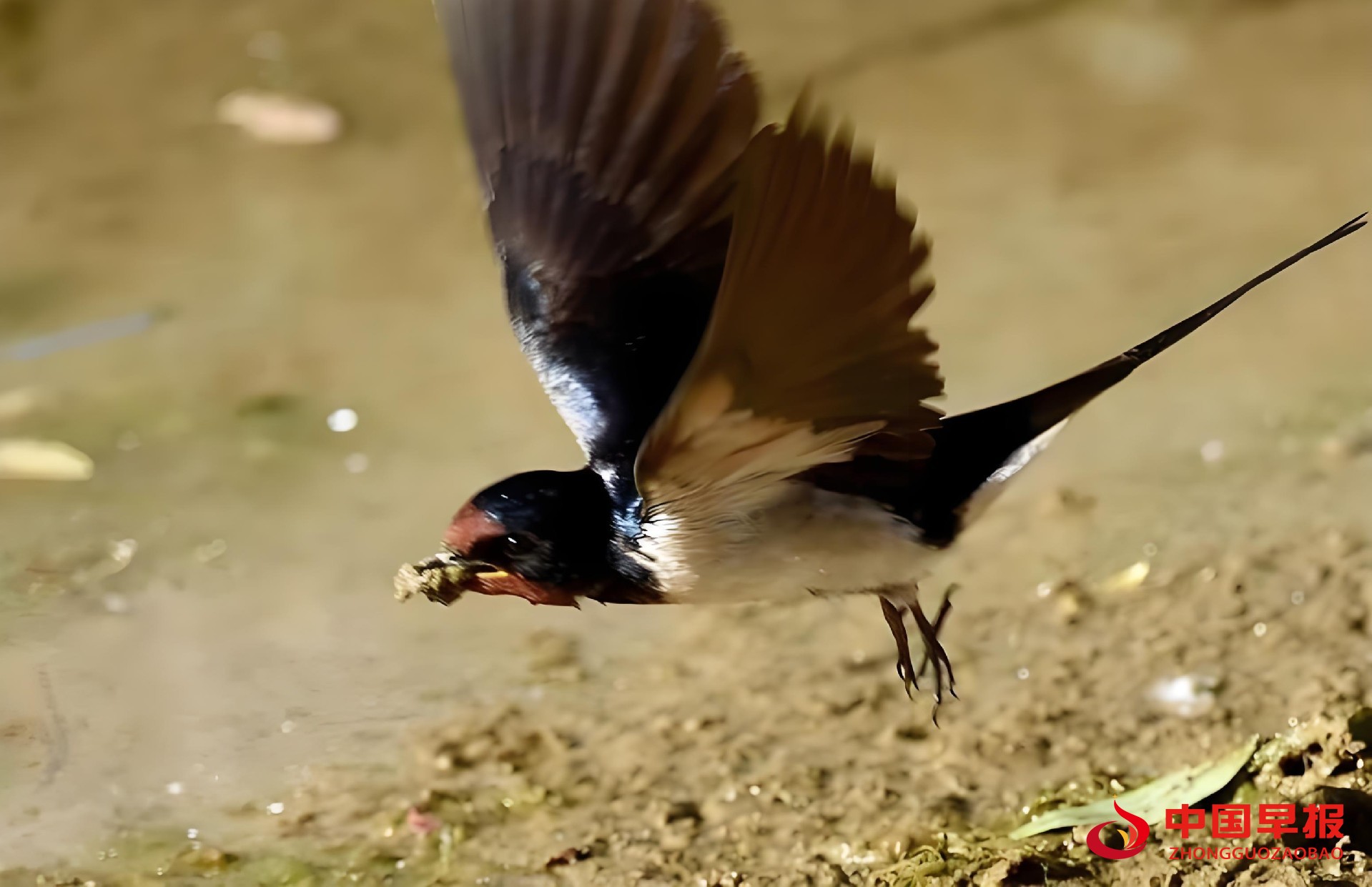 1742199848955077.jpg 图片03.jpg