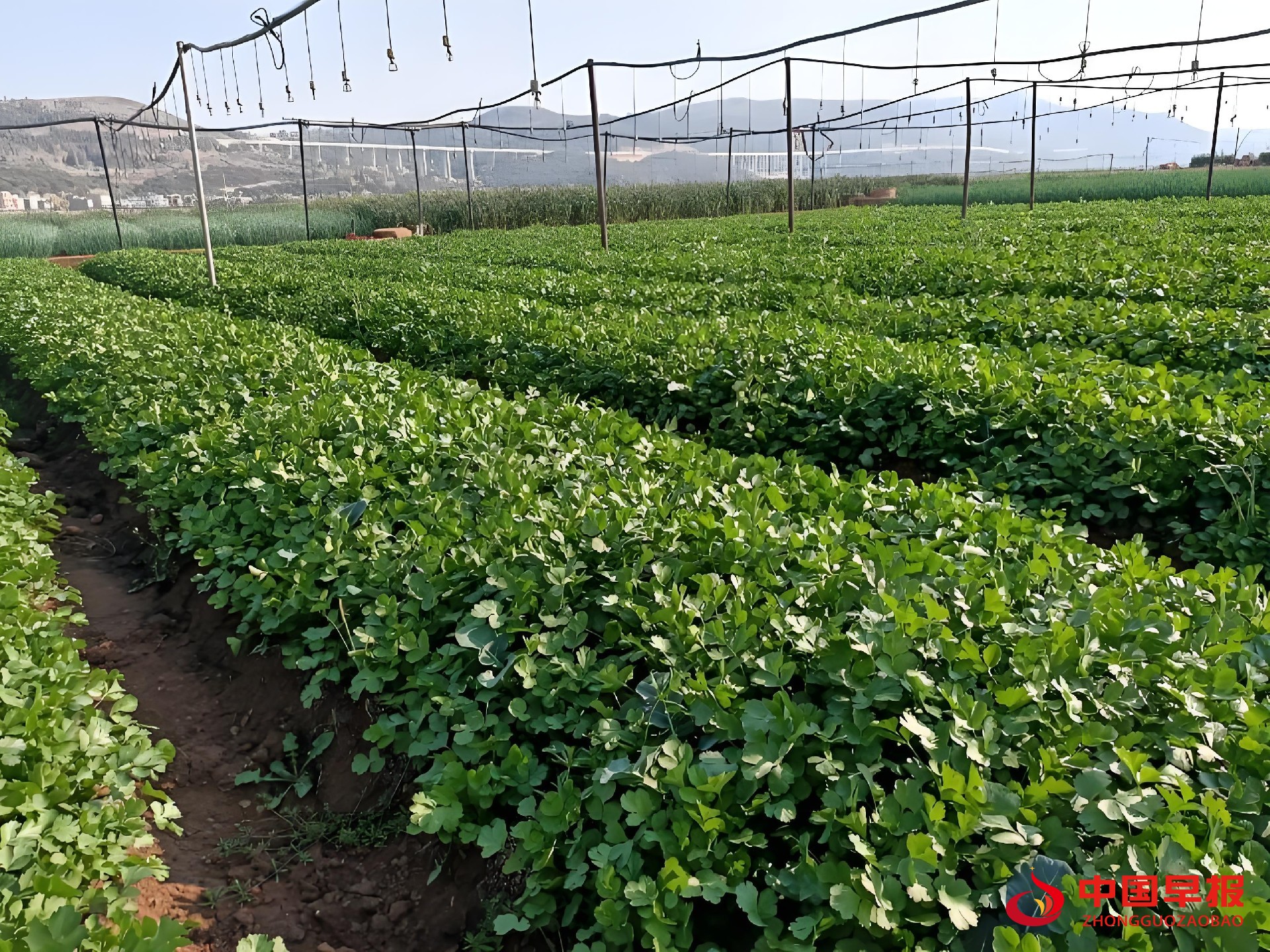 1742804099211058.jpg 图片03.jpg