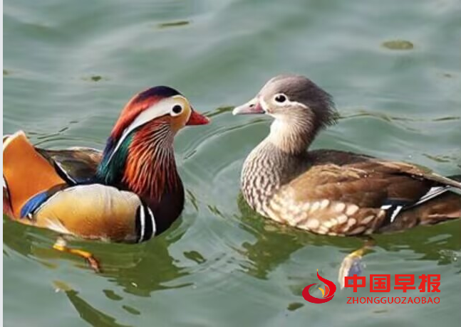 1743152800189973.png 鸳鸯戏水.png