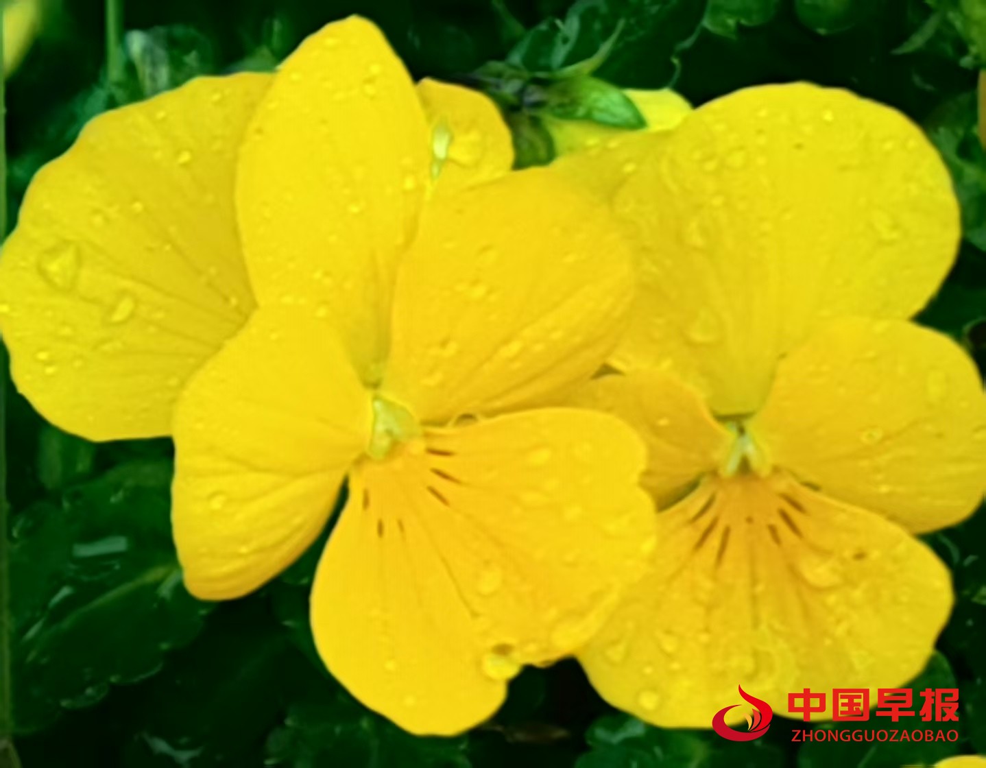 1743651352967915.jpg 1743651352967915.jpg