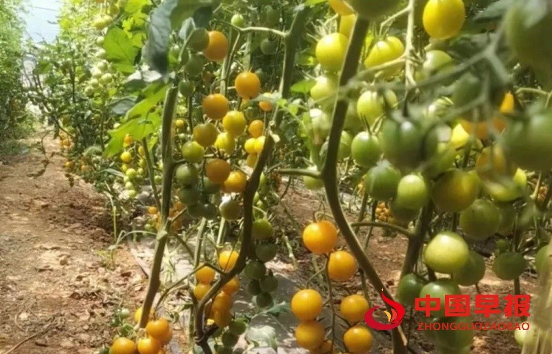 1749746112677808.jpg 640 (1)_副本.jpg