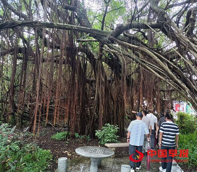 1750734944117429.png 33榕林.png