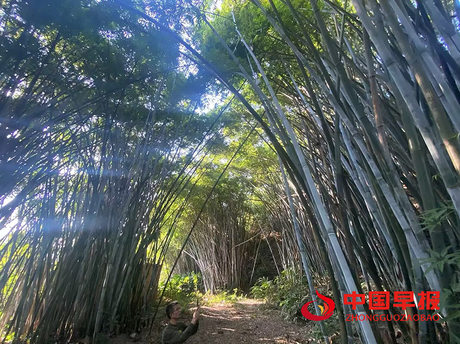 1750735025835377.png 11独联村竹林.png