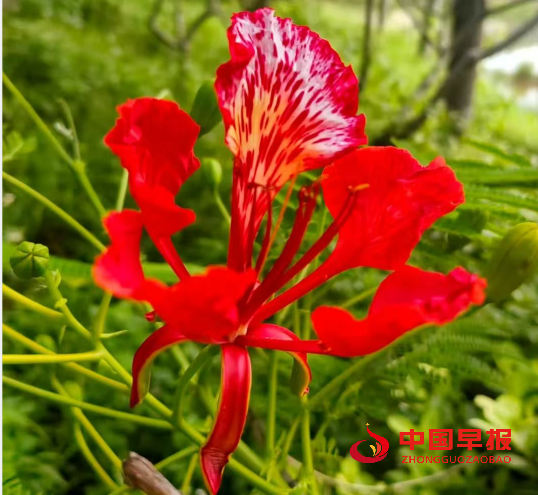 1754627515189066.png 5花树.png