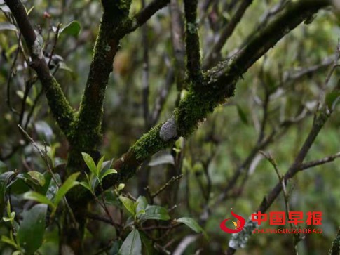 1756951636645416.jpg 888.jpg