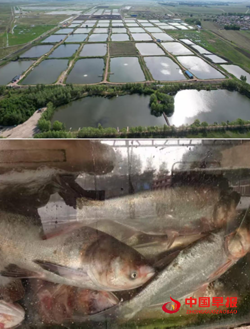 农安县三岗镇永远村:兵支书领航振兴路,特色物产誉乡邻(图7) 农安县三岗镇永远村:兵支书领航振兴路,特色物产誉乡邻(图7)