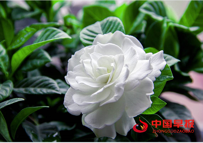 1759996824381927.png 栀子花.png