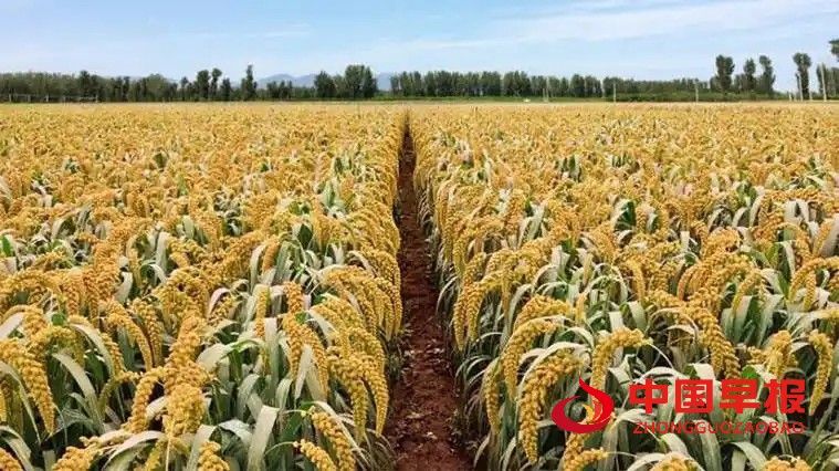 1761013246481279.jpg 图片04.jpg