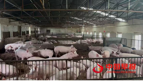 解码吉林省厚德经贸有限公司种猪场的“无抗密码”(图4) 解码吉林省厚德经贸有限公司种猪场的“无抗密码”(图4)