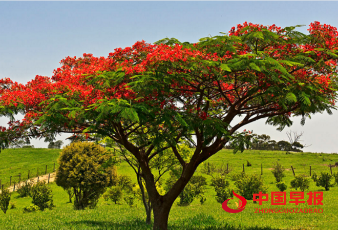 1761095627180965.png 1凤凰木.png