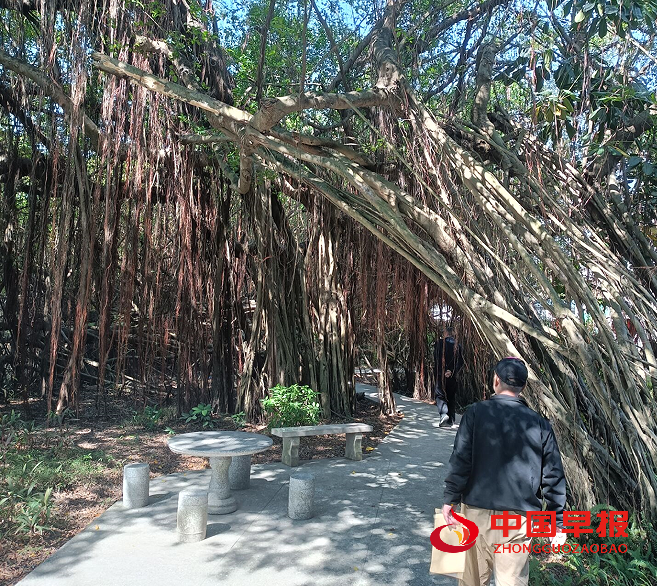 10参观榕林.png